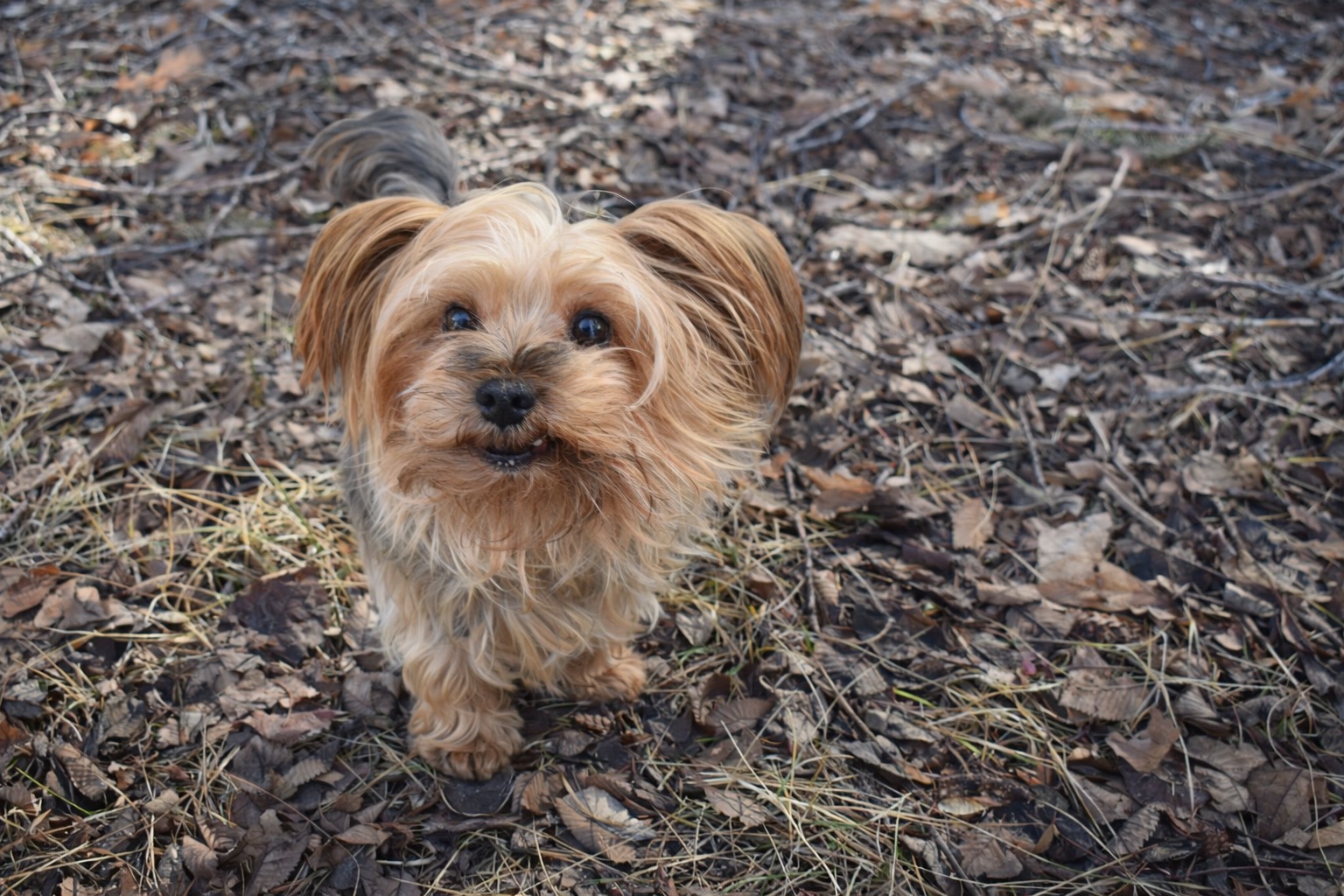 Luna the dog